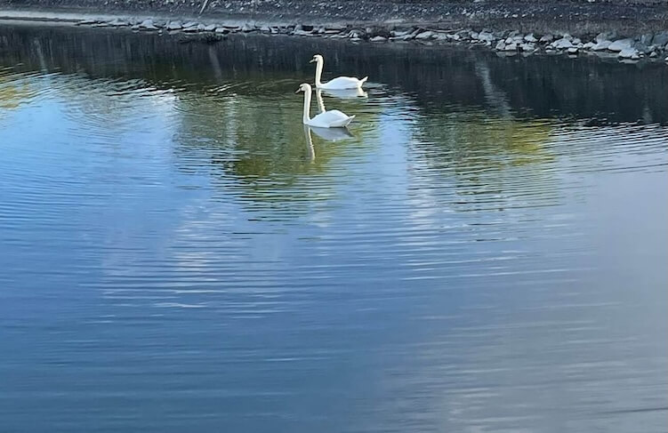 Gentle Dusk Serenity Retreat Day June 2026 Featured